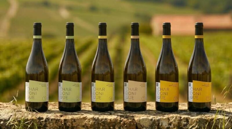Mercado da uva Chardonnay atrai novos modelos de negócio e projeta forte expansão